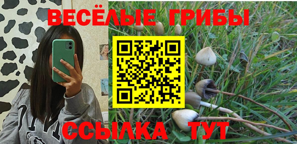 Псилоцибиновые грибы Psilocybine cubensis Черкесск